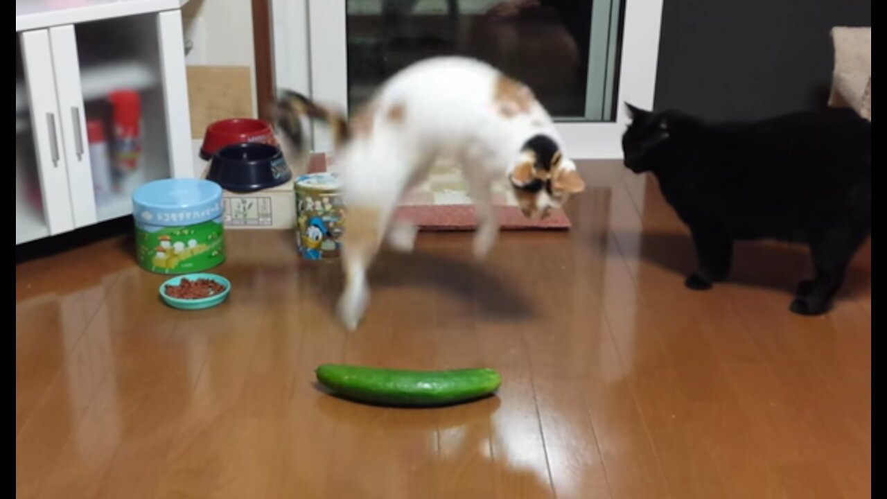 Funny cats scared of cucumber