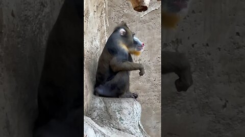 The Mandrill are my Favourite Type of Primate #shorts #mandrill #enterthecronic #primates