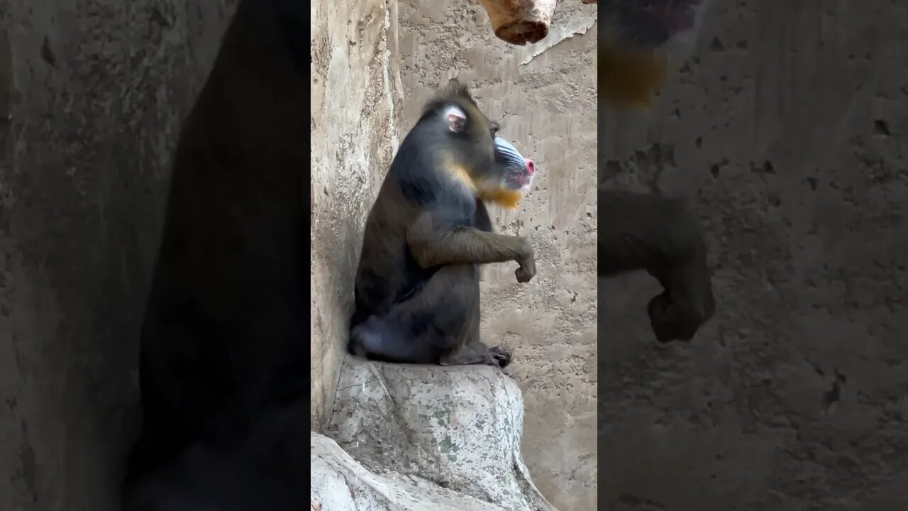 The Mandrill are my Favourite Type of Primate #shorts #mandrill #enterthecronic #primates