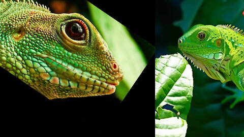 Iguana verde tomando sol (escalando)