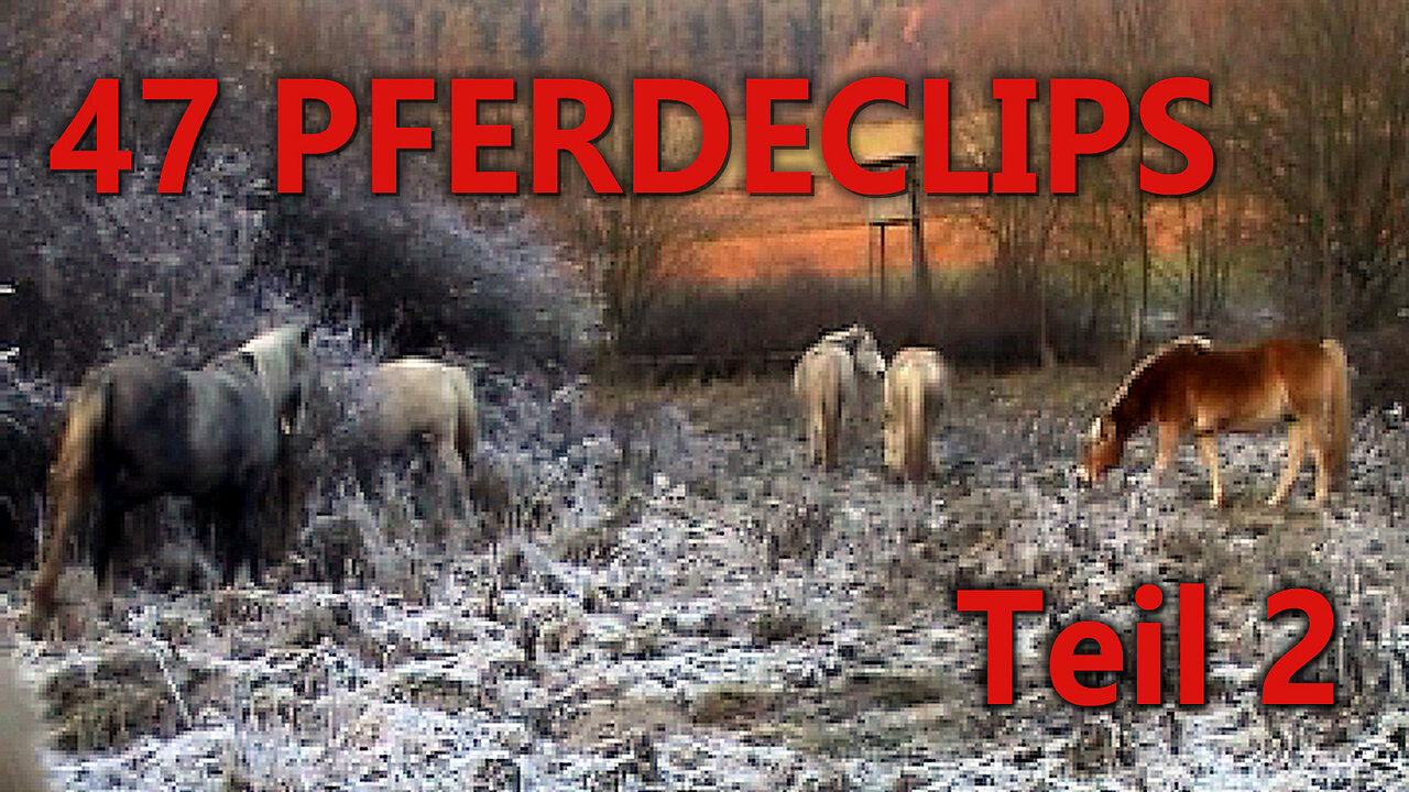 47 Pferdeclips - Teil 2
