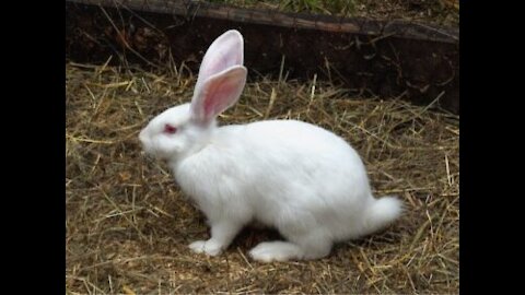 #Bravecto #video Funny Baby Bunny Rabbit Videos Compilation -