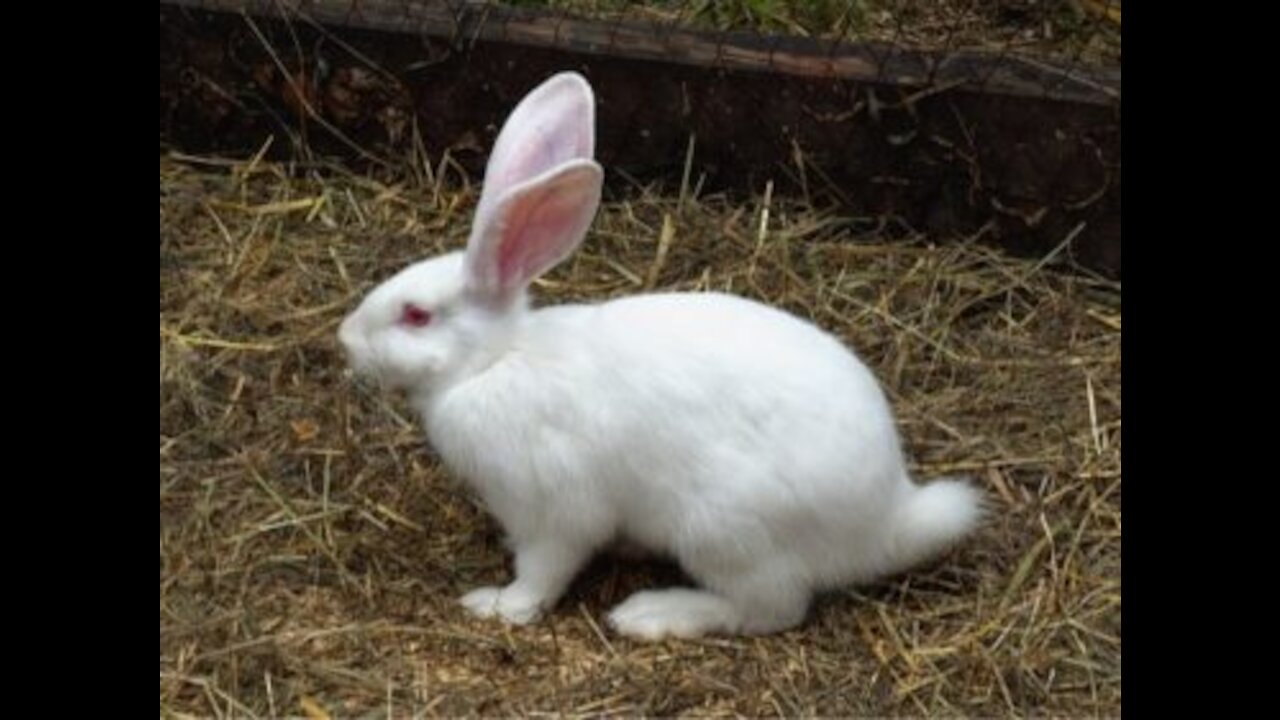 #Bravecto #video Funny Baby Bunny Rabbit Videos Compilation -