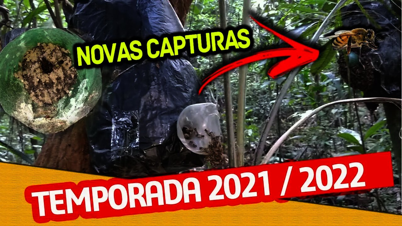 NOVAS CAPTURAS DE ABELHAS PARA 2022