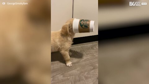 Ce chiot se retrouve le museau coincé dans un verre