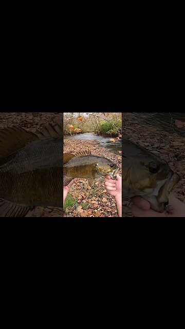 Winter smallmouth GIANT on a Cast Cray grub!