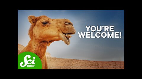 Why We Need Camels To Treat Cancer