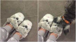 Schnauzer fica furioso ao ver as novas pantufas da dona