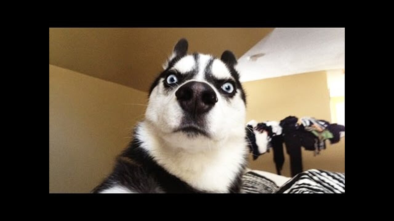 Husky Is Always the Funny #funnyvideo #viralvideo