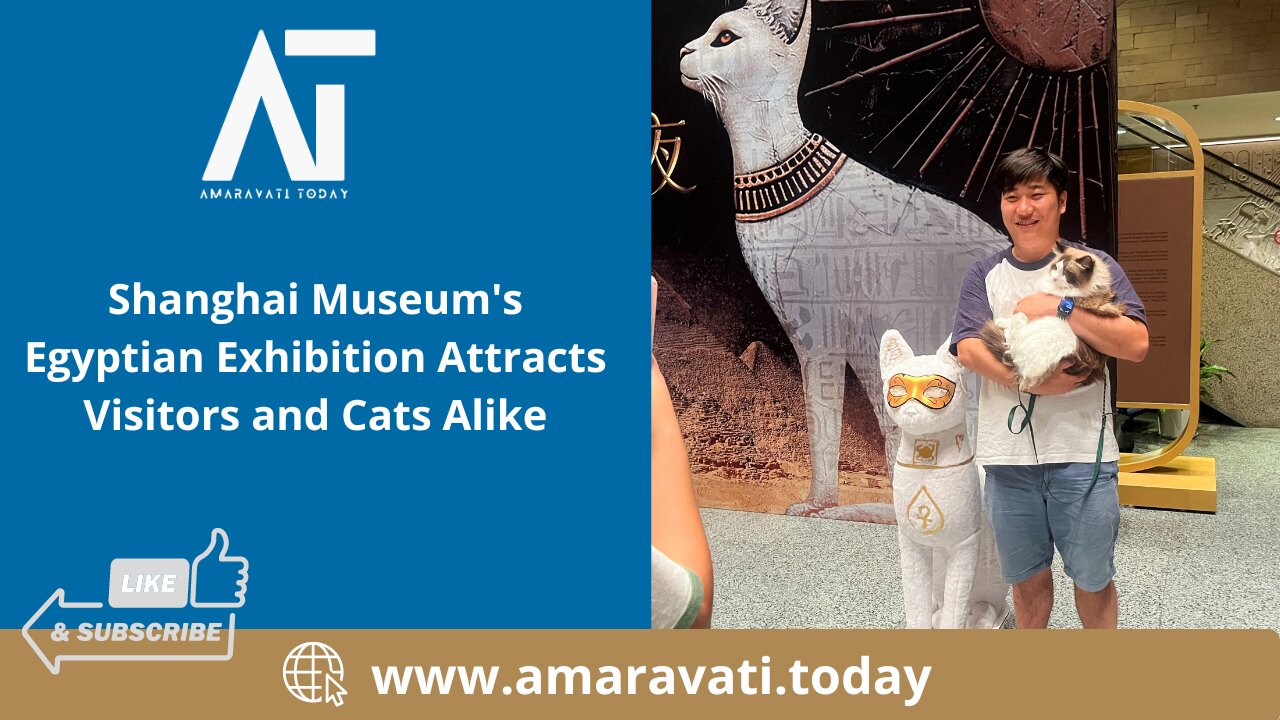 Shanghai Museum's Egyptian Exhibition Attracts Visitors and Cats Alike | Amaravati Today