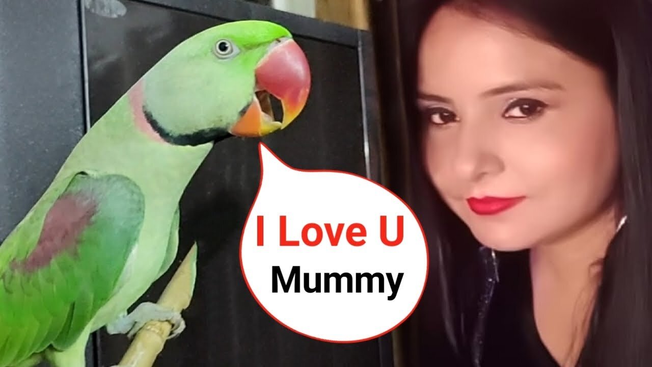 Parrot Calling Mummy Mummy - Mummy ke bete hai Pablo