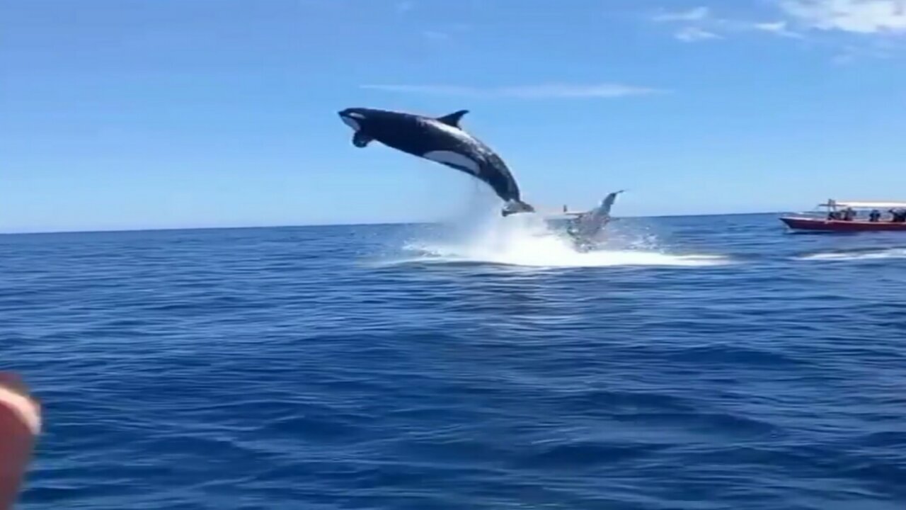 Dolphin amazing Dancing video