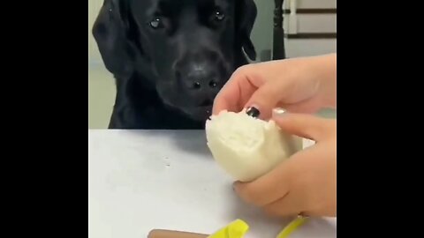Funny animals video 2022 -bast dog and cat video compilation.