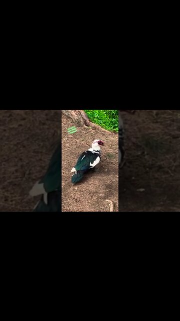 🦆FEATHERED🪽FRIENDS🦆 #aloha