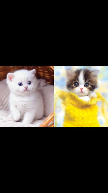 Dog funny vidoe cuteanimals funnyanimals vidoDog funny vidoe cuteanimals funnyanimals vido