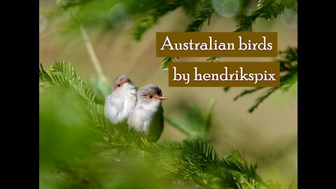 Peaceful dedication to some of Australia's beautiful birds