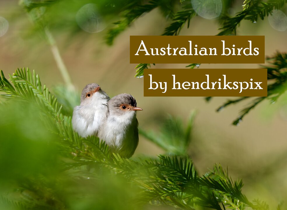 Peaceful dedication to some of Australia's beautiful birds