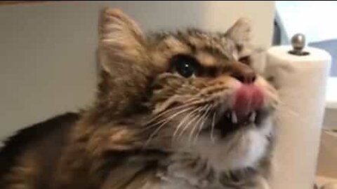 Cat is obsessed with avocados