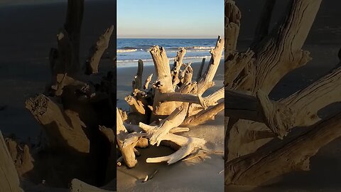 #Driftwood #Beach 🌊 in the #goldenhour 🌅 21 #shorts