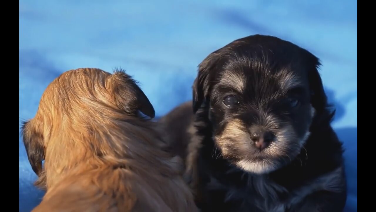 Smallest dogs in the planet