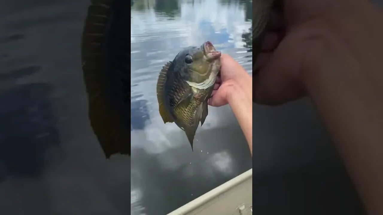 Caught a vegetarian fish on a rattle trap