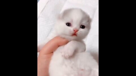 cat meows so cute 😍