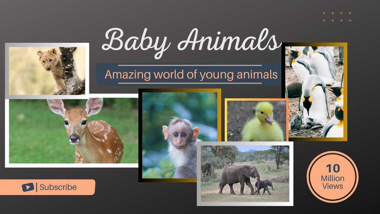 Baby Animals. The Amazing World of Young Animals