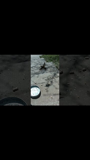 The Bird Grabs The Popcorn And Then...#Shorts 🌲