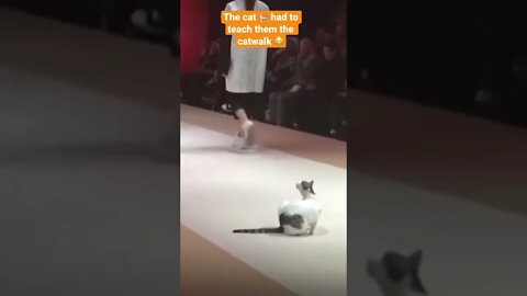 You seen this before? 😊😂 #shorts #viral #catwalk #saintpee #music #funny