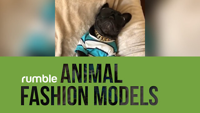 This compilation of animal fashion models is super trendy!