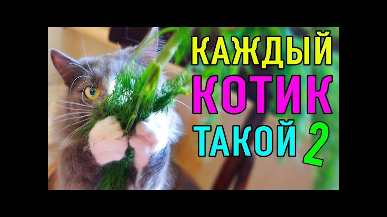 Каждый котик такой 2