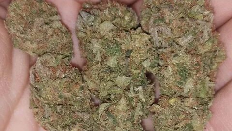 First Night of Bloom it's official My Cannabis Plants are now in 12 & 12 Bloom Day 1