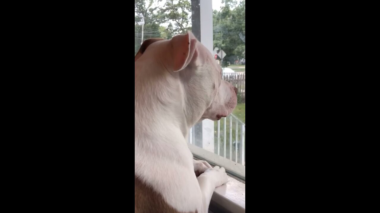 Rescue Dog Waits for Owner to come home