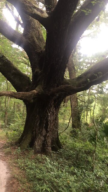 Santos Cow 🐄 Bells for cyclists