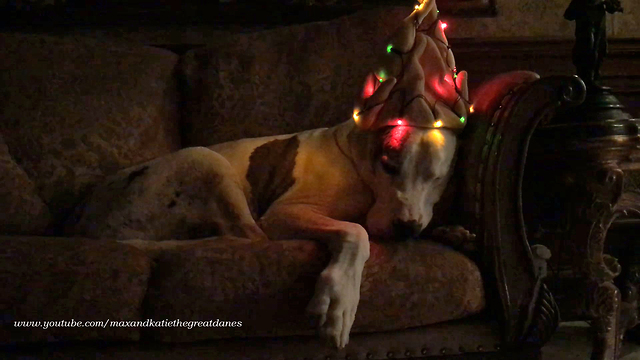 Deaf Great Dane Sleeps Through Getting Decorated for the Holidays