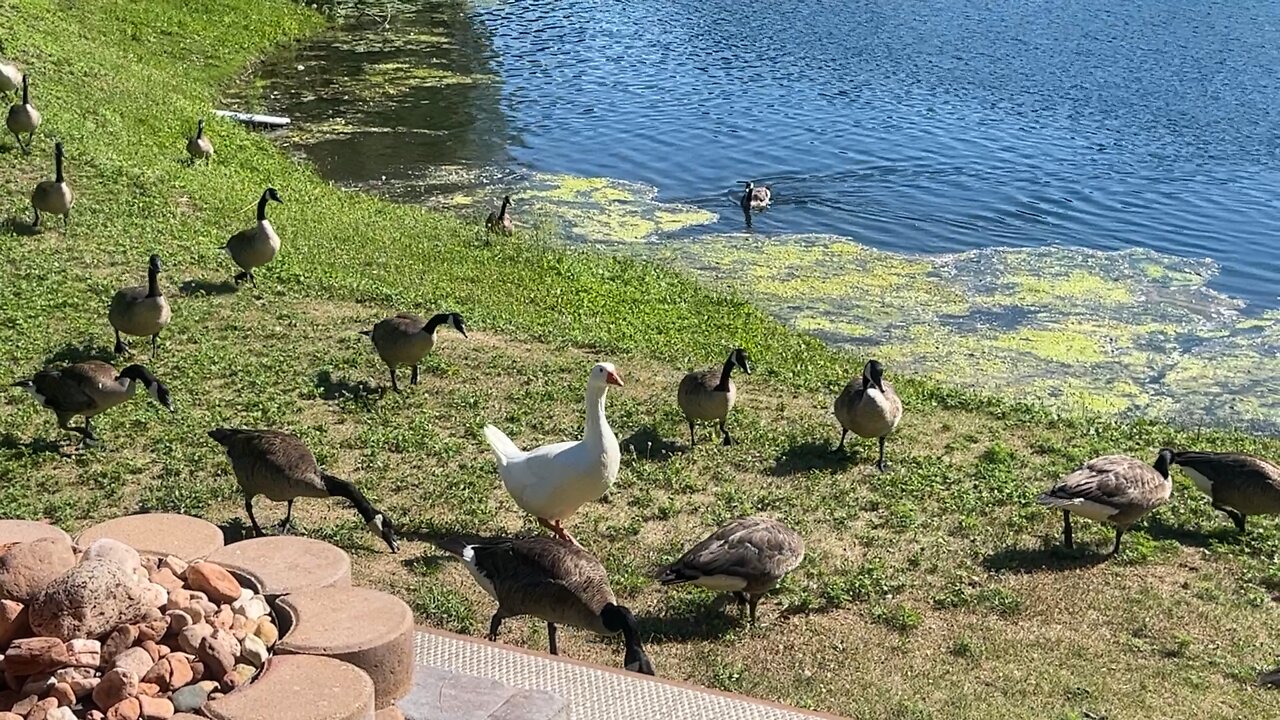 Geesh Geese!