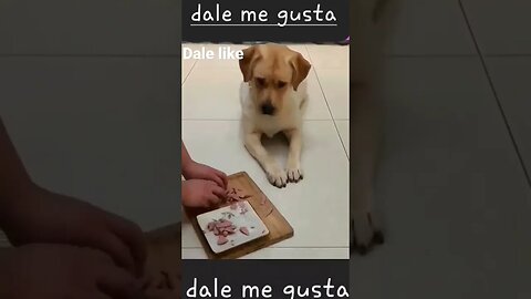 mira bien lo que hace el perrito