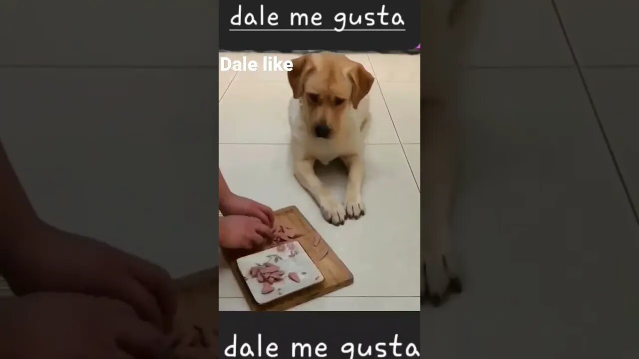 mira bien lo que hace el perrito