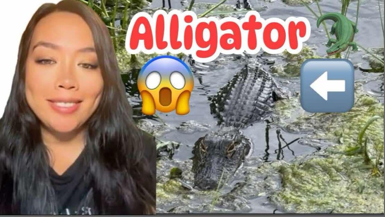 Alligator 🐊 in Silver Springs Ocala Florida