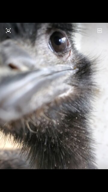 Inquisitive young emus at a zoo