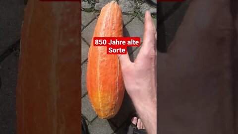 850 Jahre alte Kürbis Sorte | Gete Okonosim