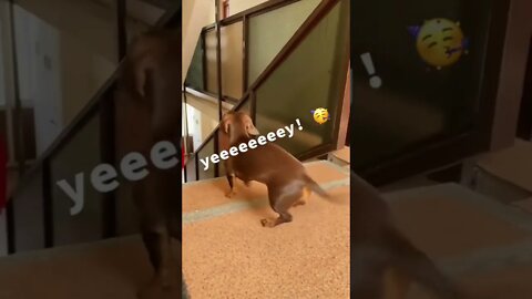 When his daddy comes home😃😃 #shorts #shortsfeed #clips #shortvideo