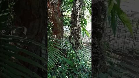 Python is going up the tree 8th March 2023