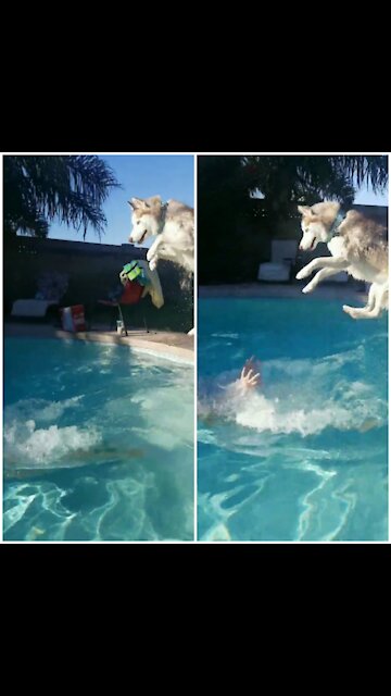 Brave husky's amazing water jump