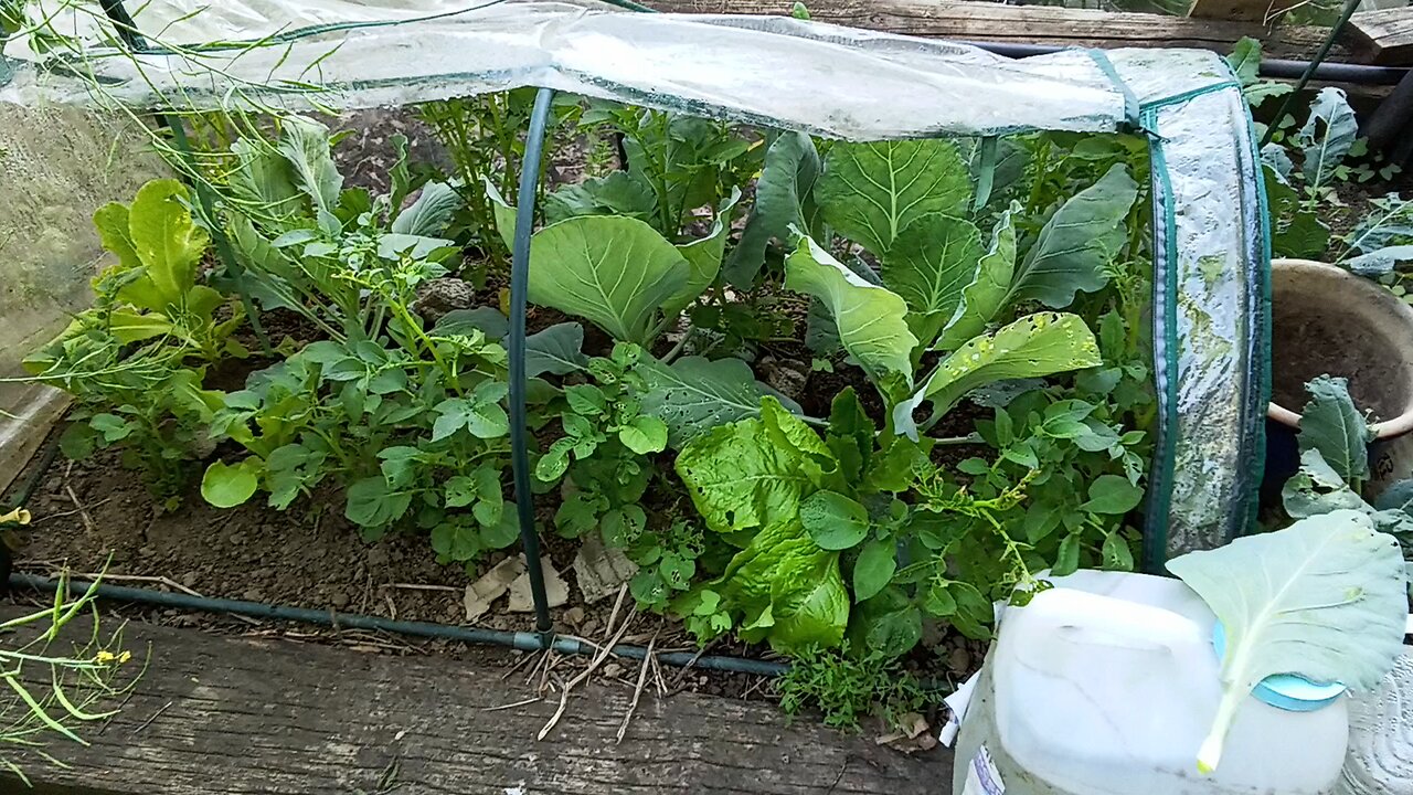 May2024 -let the planting begin