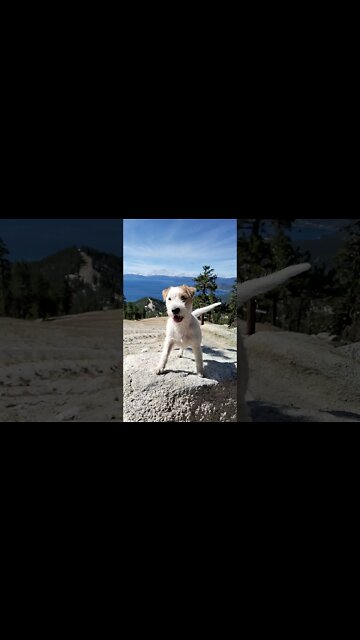 Ares enjoys fresh Tahoe air