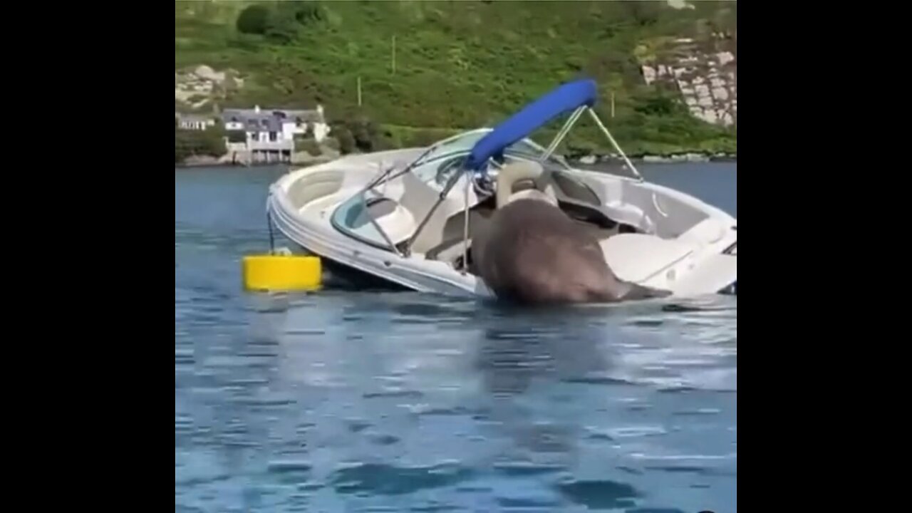 Seal climbs on board a speedboat.