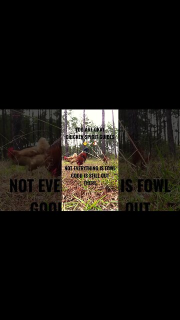 YOU ARE OKAY CHICKEN SPIRIT GUIDES SAY NOT EVERYTHING IS FOWL YOU ARE OKAY🐓 🐥🐥🐓🧖🏿‍♂️🧖‍♀️🧖🏾