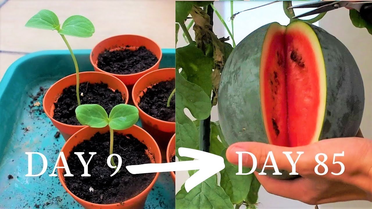 Growing watermelon 2 - Sugar Baby Melon_ from seed to harvest