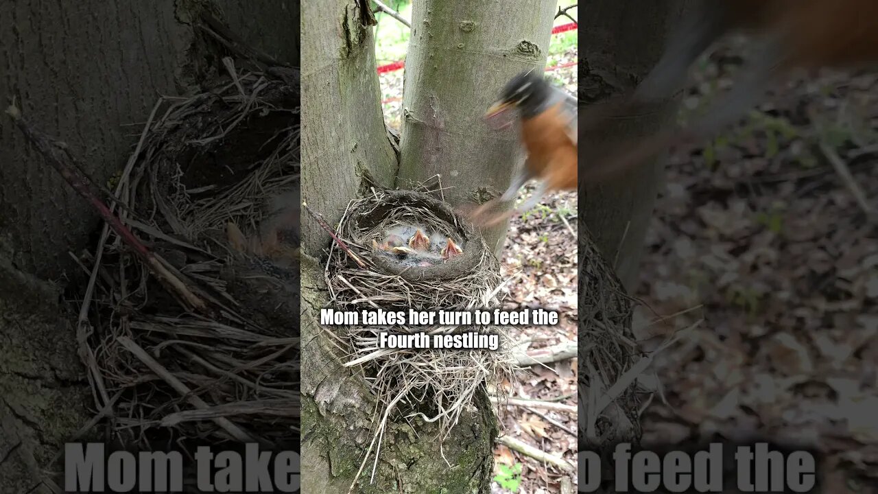 How Robins Clean The Poop From Their Nests